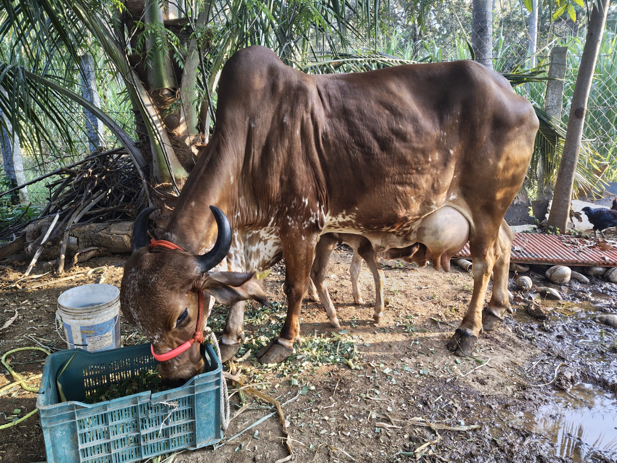 CattleCo Farm