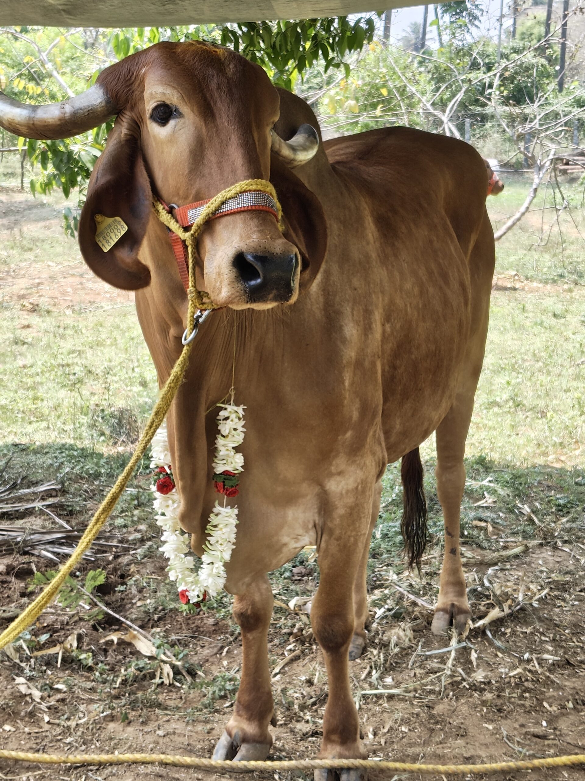 CattleCo Farm