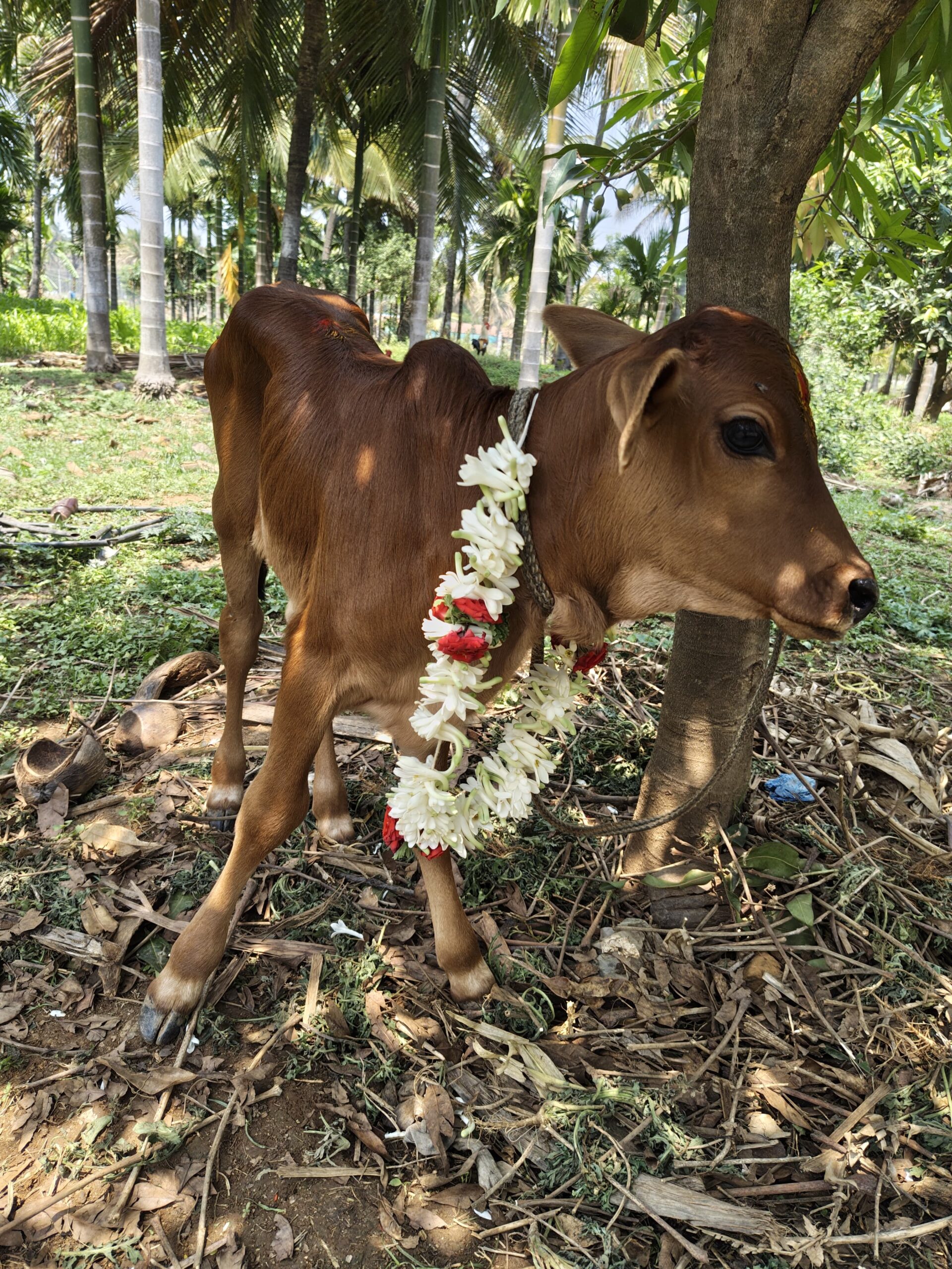 CattleCo Farm