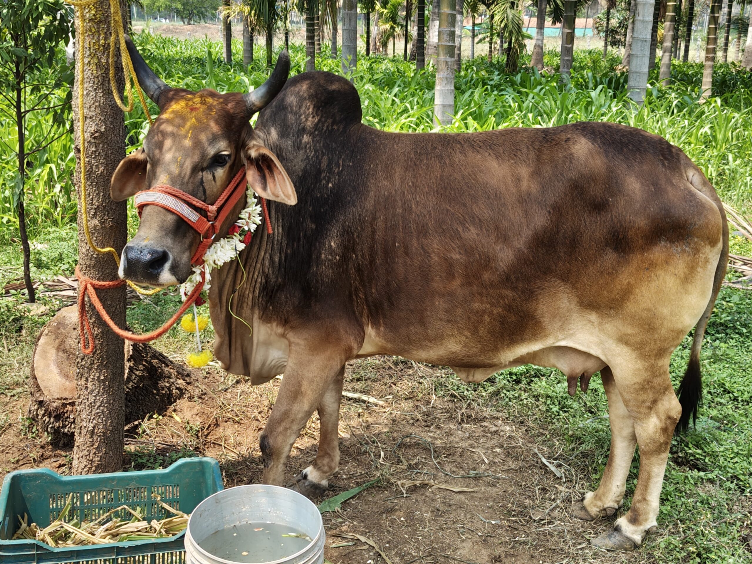 CattleCo Farm